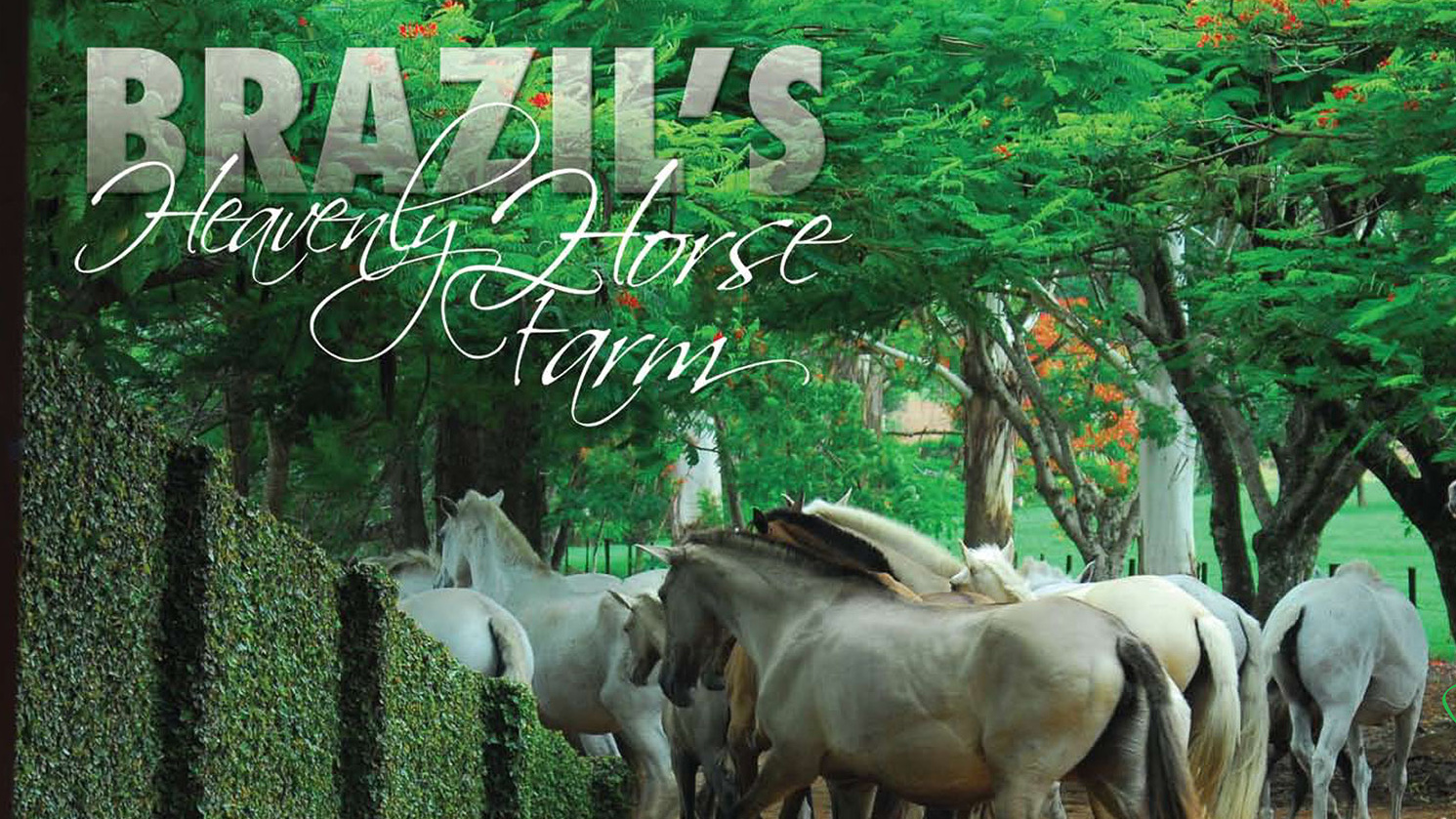 Horses. Brazil's Heavenly Horse Farm.